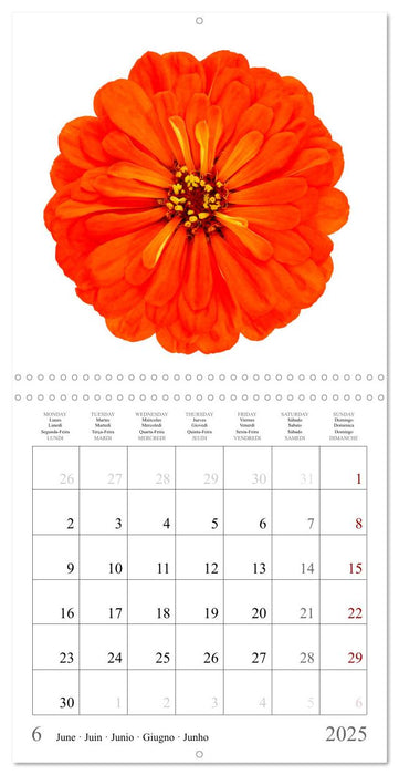 Zinnia elegans (CALVENDO Calendrier mensuel 2025)