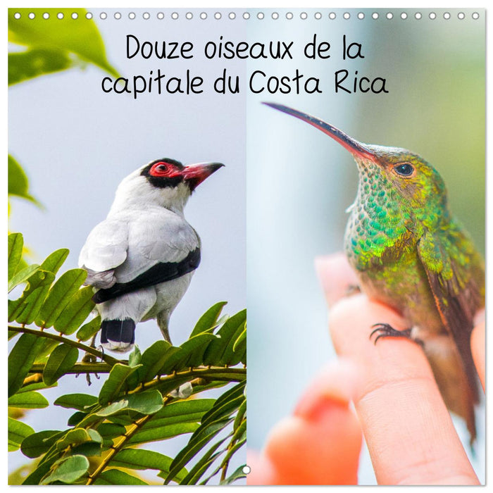 Douze oiseaux de la capitale du Costa Rica (CALVENDO Calendrier mensuel 2025)