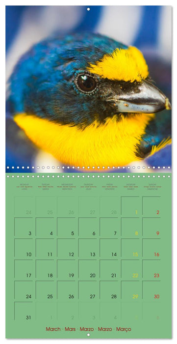 Douze oiseaux de la capitale du Costa Rica (CALVENDO Calendrier mensuel 2025)