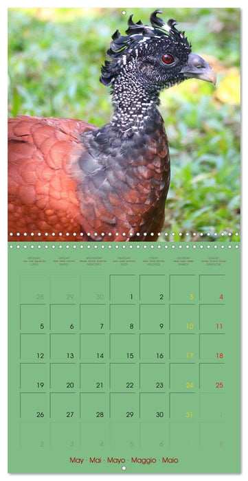 Douze oiseaux de la capitale du Costa Rica (CALVENDO Calendrier mensuel 2025)