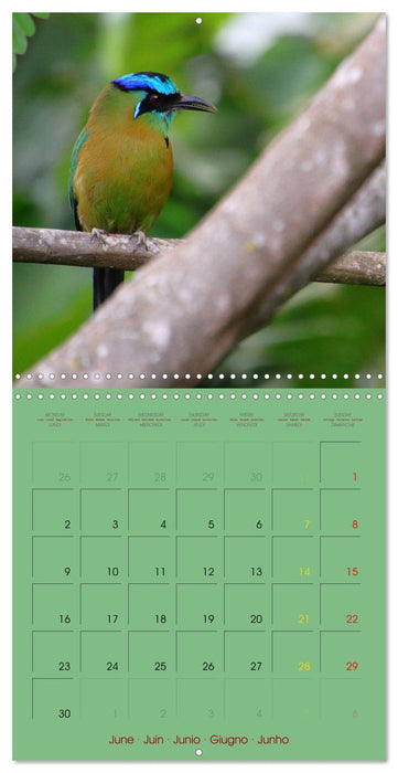 Douze oiseaux de la capitale du Costa Rica (CALVENDO Calendrier mensuel 2025)