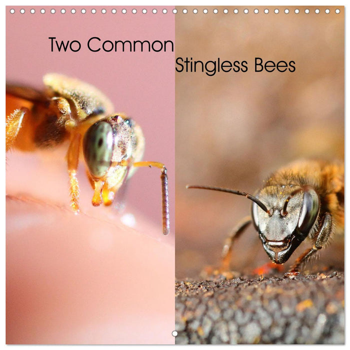 Two Common Stingless Bees (CALVENDO Monthly Calendar 2025)