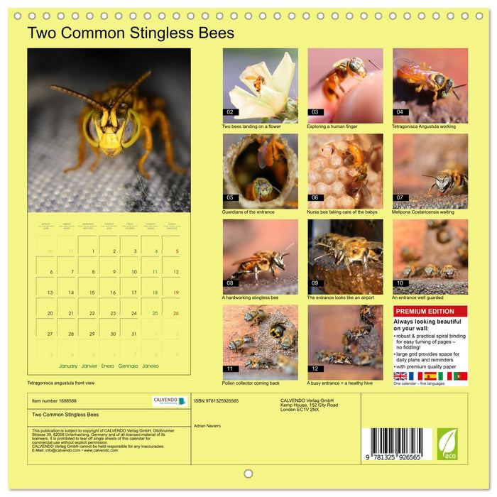 Two Common Stingless Bees (CALVENDO Monthly Calendar 2025)