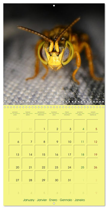 Two Common Stingless Bees (CALVENDO Monthly Calendar 2025)