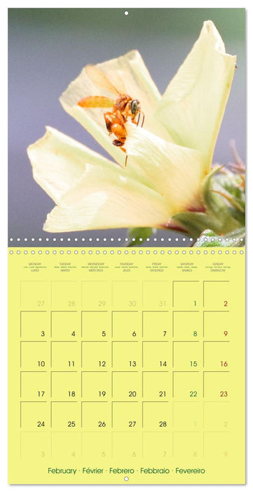 Two Common Stingless Bees (CALVENDO Monthly Calendar 2025)