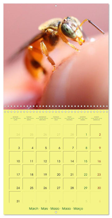 Two Common Stingless Bees (CALVENDO Monthly Calendar 2025)