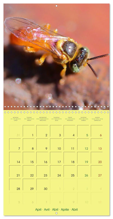 Two Common Stingless Bees (CALVENDO Monthly Calendar 2025)