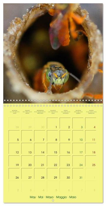 Two Common Stingless Bees (CALVENDO Monthly Calendar 2025)