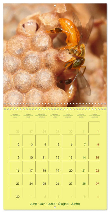 Two Common Stingless Bees (CALVENDO Monthly Calendar 2025)