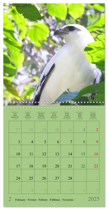 Costa Rican Birds (CALVENDO Monthly Calendar 2025)