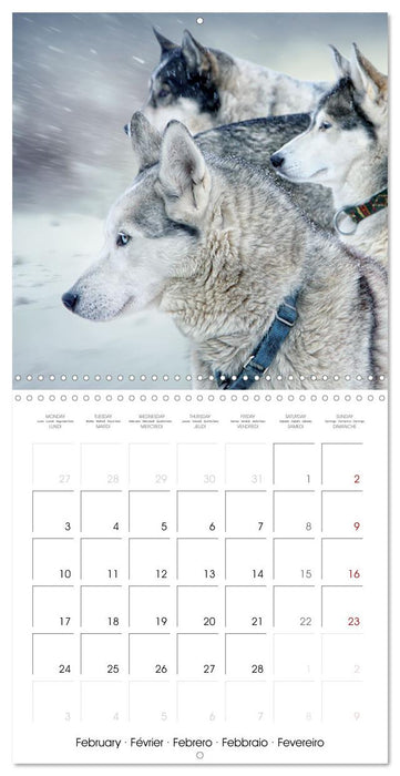 Husky obsession (CALVENDO Monthly Calendar 2025)