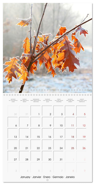 Fascinating Nature (CALVENDO Monthly Calendar 2025)