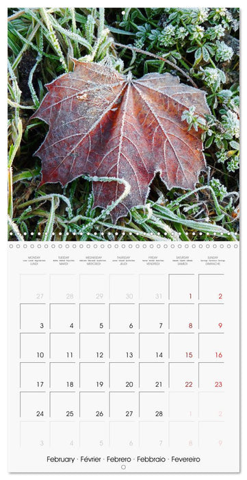 Fascinating Nature (CALVENDO Monthly Calendar 2025)