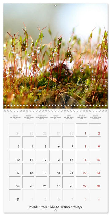 Fascinating Nature (CALVENDO Monthly Calendar 2025)