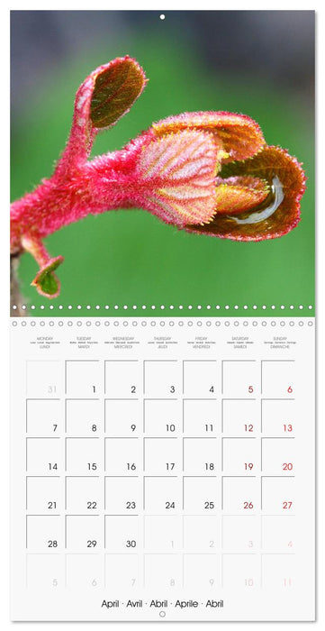 Fascinating Nature (CALVENDO Monthly Calendar 2025)