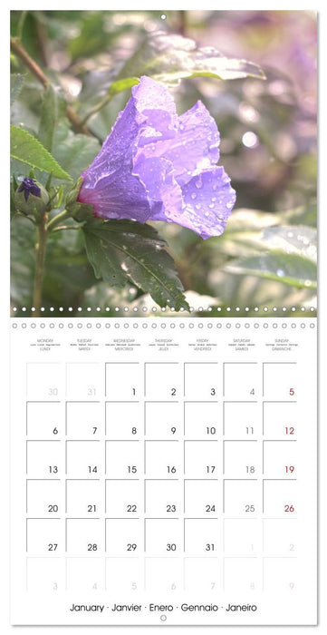 Blue flowers, from light blue to blue-violet (CALVENDO Monthly Calendar 2025)