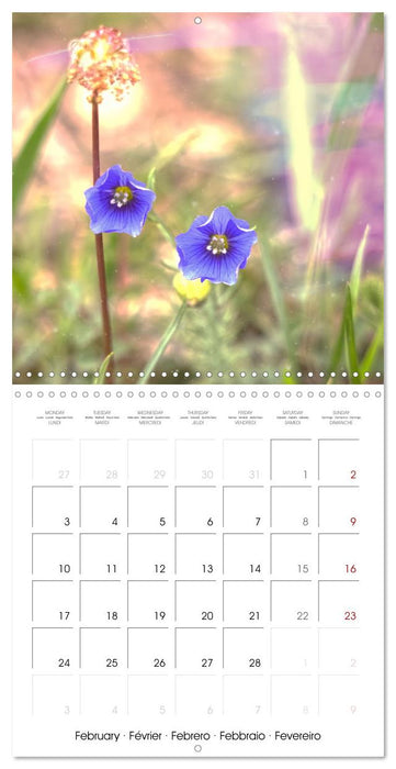 Blue flowers, from light blue to blue-violet (CALVENDO Monthly Calendar 2025)