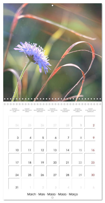 Blue flowers, from light blue to blue-violet (CALVENDO Monthly Calendar 2025)