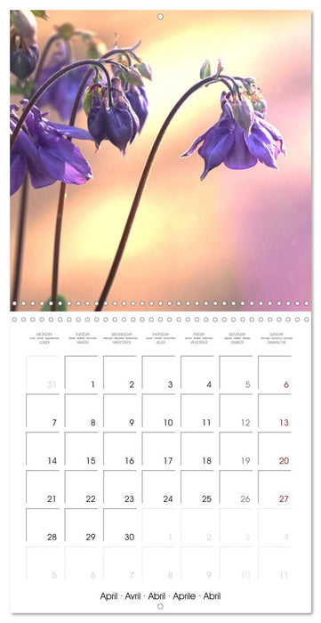 Blue flowers, from light blue to blue-violet (CALVENDO Monthly Calendar 2025)