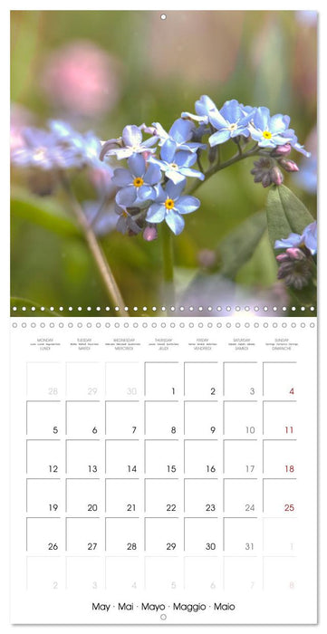 Blue flowers, from light blue to blue-violet (CALVENDO Monthly Calendar 2025)