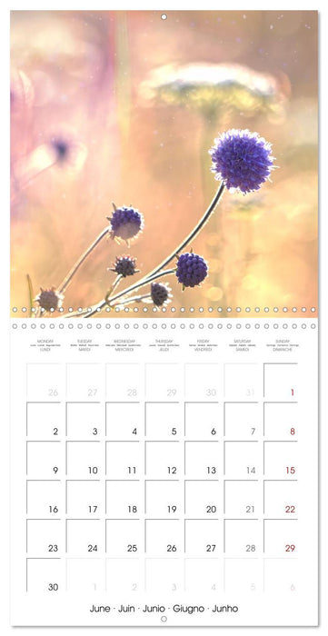 Blue flowers, from light blue to blue-violet (CALVENDO Monthly Calendar 2025)