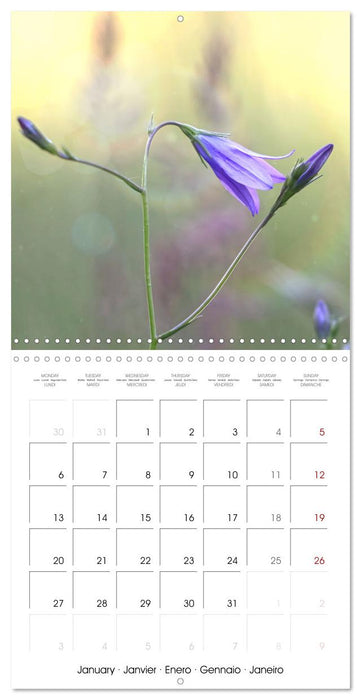 Fleurs bleues, du bleu clair au bleu-violet (CALVENDO Calendrier mensuel 2025)