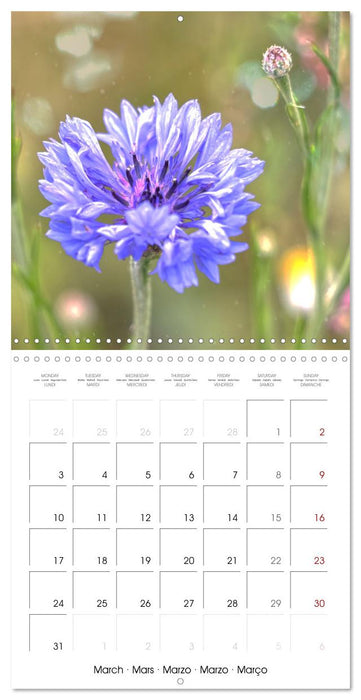 Fleurs bleues, du bleu clair au bleu-violet (CALVENDO Calendrier mensuel 2025)