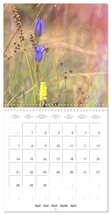 Fleurs bleues, du bleu clair au bleu-violet (CALVENDO Calendrier mensuel 2025)