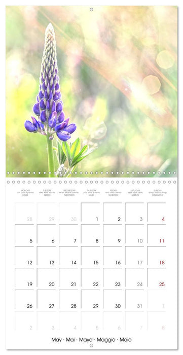 Fleurs bleues, du bleu clair au bleu-violet (CALVENDO Calendrier mensuel 2025)