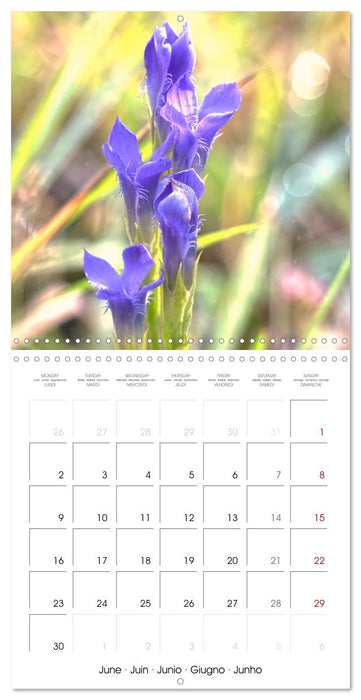 Fleurs bleues, du bleu clair au bleu-violet (CALVENDO Calendrier mensuel 2025)