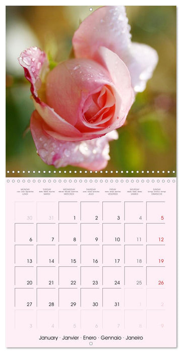 J'adore les roses (CALVENDO Calendrier mensuel 2025)