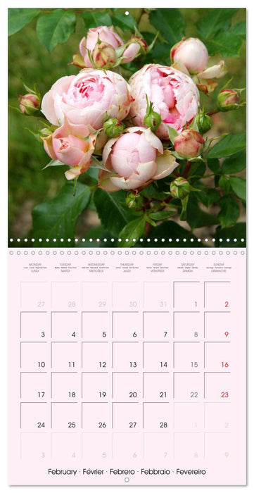 J'adore les roses (CALVENDO Calendrier mensuel 2025)