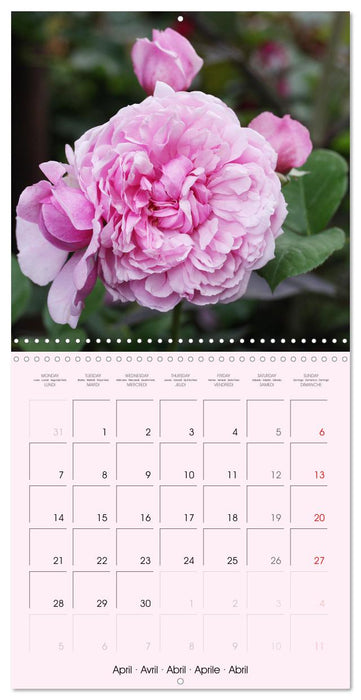 J'adore les roses (CALVENDO Calendrier mensuel 2025)