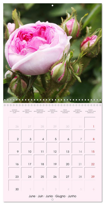 J'adore les roses (CALVENDO Calendrier mensuel 2025)