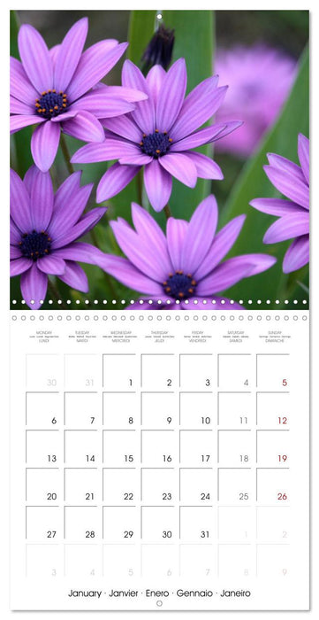 De Fleurs en Fleurs (CALVENDO Calendrier mensuel 2025)