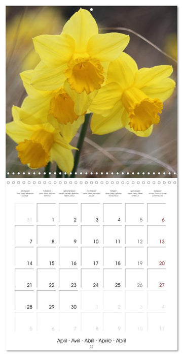 De Fleurs en Fleurs (CALVENDO Calendrier mensuel 2025)