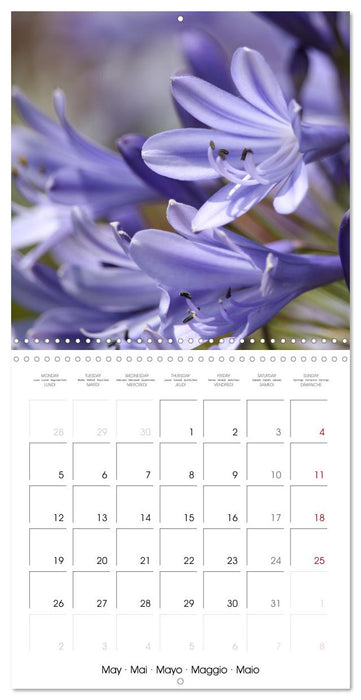 De Fleurs en Fleurs (CALVENDO Calendrier mensuel 2025)