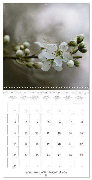 De Fleurs en Fleurs (CALVENDO Calendrier mensuel 2025)