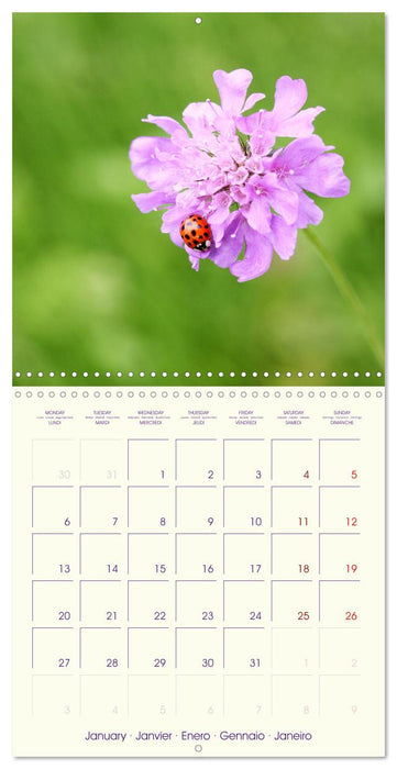 Sympathiques insectes sur des fleurs colorées (CALVENDO Calendrier mensuel 2025)