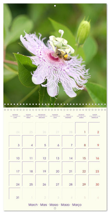 Sympathiques insectes sur des fleurs colorées (CALVENDO Calendrier mensuel 2025)