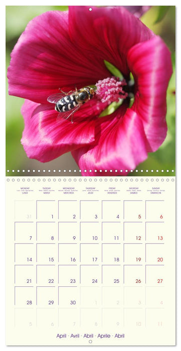 Sympathiques insectes sur des fleurs colorées (CALVENDO Calendrier mensuel 2025)