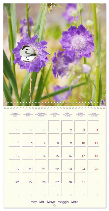 Sympathiques insectes sur des fleurs colorées (CALVENDO Calendrier mensuel 2025)