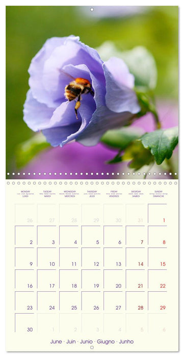 Sympathiques insectes sur des fleurs colorées (CALVENDO Calendrier mensuel 2025)