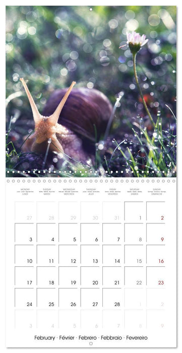 little heroes of nature (CALVENDO Monthly Calendar 2025)