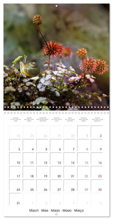 little heroes of nature (CALVENDO Monthly Calendar 2025)