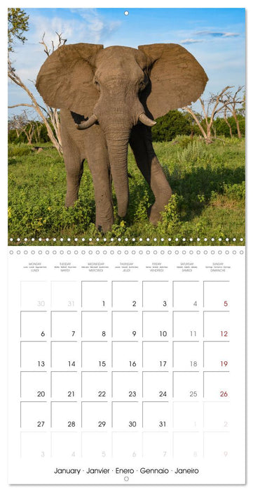 Wild Animals of the Southern Africa Area (CALVENDO Monthly Calendar 2025)