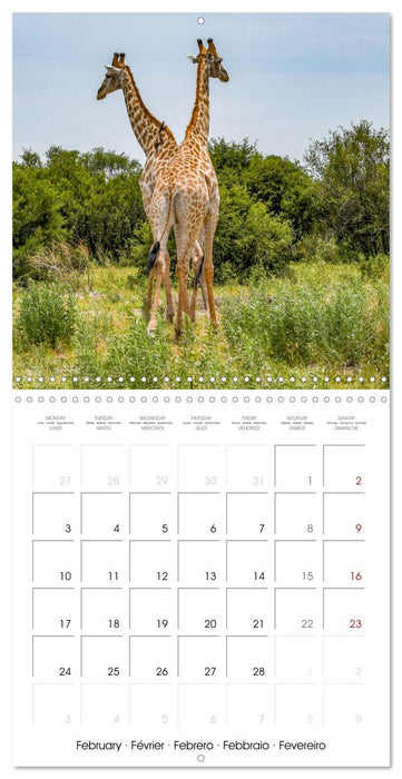 Wild Animals of the Southern Africa Area (CALVENDO Monthly Calendar 2025)