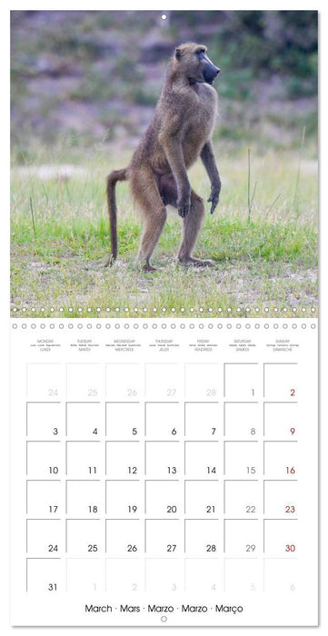 Wild Animals of the Southern Africa Area (CALVENDO Monthly Calendar 2025)