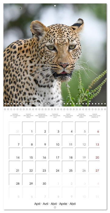 Wild Animals of the Southern Africa Area (CALVENDO Monthly Calendar 2025)