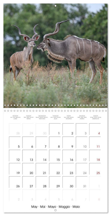 Wild Animals of the Southern Africa Area (CALVENDO Monthly Calendar 2025)